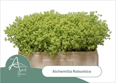 Alchemilla Mollis Robustica 50cm