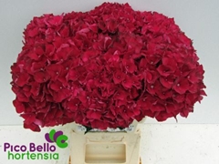 Hydrangea Rubyred 60cm 17-19cm Hd