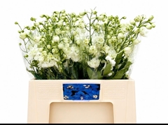 Delphinium Double Centurion White 60cm