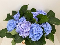 Hydrangea Verena Blue 60cm 18-20cm Hd