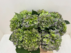 Hydrangea Verena Blue Classic 50cm 18-20cm Hd