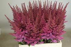 Astilbe Maggie Daley 60cm