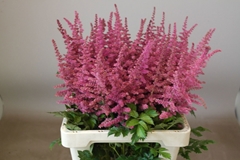 Astilbe Loud And Proud 65cm