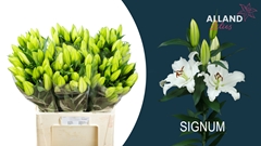 Lily Oriental Signum 65cm 3+
