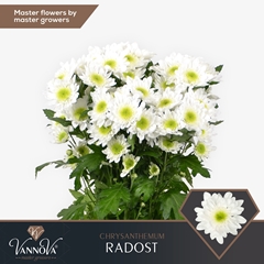 Chrysanth Spray Radost 70cm 85gr.
