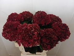 Hydrangea Rubyred Classic 60cm 15-17cm Hd