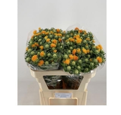 Carthamus Zanzibar 75cm