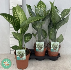 Dieffenbachia Tropic Snow 19Ø 80cm