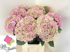 Hydrangea My Beautiful Heaven 60cm 18-20cm Hd