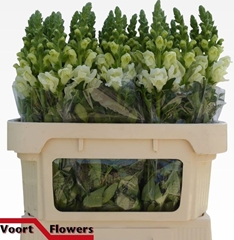 Antirrhinum Potomac Ivory White 75cm