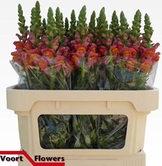 Antirrhinum Potomac Dark Orange 75cm