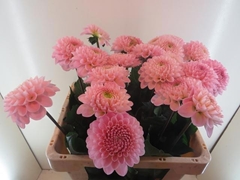 Dahlia Wizard Of Oz 60cm