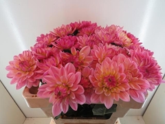 Dahlia Pink Magic 55cm