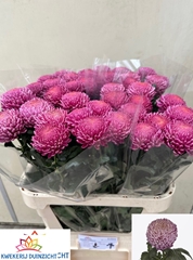 Chrysanth Single Bigoudi Pink 80cm 110gr.