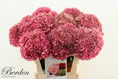 Hydrangea Glowing Alps Classic 80cm 18-20cm Hd