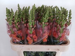 Antirrhinum Avignon Deep Orange 75cm