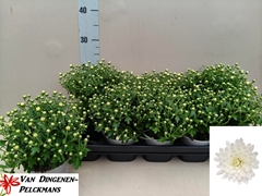 Chrysanth Gardenmumsaic White 12Ø 25cm
