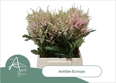 Astilbe Europa 50cm