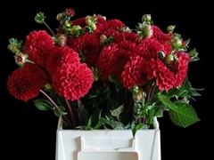 Dahlia Red Cap 50cm