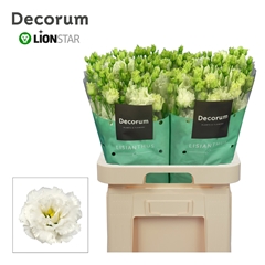 Eustoma Double Alissa Pure White 70cm