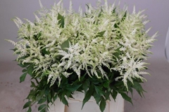Astilbe Washington 50cm