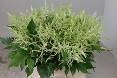 Astilbe Washington 45cm