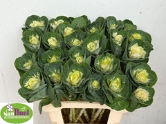 Brassica White Crane 60cm