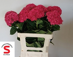Hydrangea Lava 60cm 14-16cm Hd