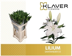 Lily Oriental Santander 95cm 5+