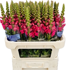 Antirrhinum Potomac Cherry Pink 75cm