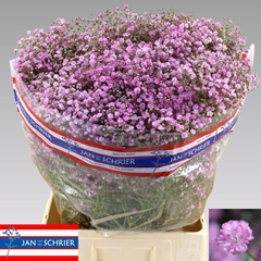 Gypsophila Paniculata My Pink 80cm 45gr.