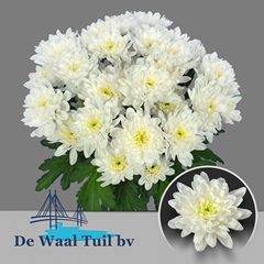Chrysanth Spray Baltica 70cm 95gr.