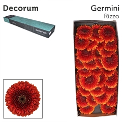 Gerbera Mini Sphere Pomponi Rizzo 45cm 7cm Hd