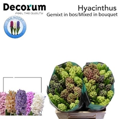 Hyacinthus Mix 5 Colours 30cm 30-buds