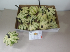 Cucurbita Pepo Patisson Mix 12cm