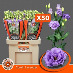 Eustoma Double Corelli Lavender 70cm