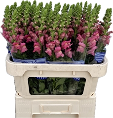 Antirrhinum Avignon Rose 75cm