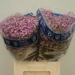Gypsophila Paniculata My Pink 65cm 30gr.