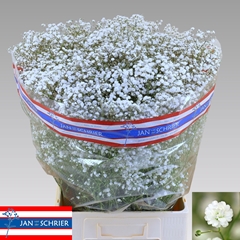 Gypsophila Paniculata Cosmic 75cm 35gr.