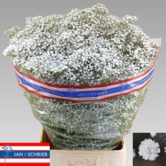 Gypsophila Paniculata White Victoria 80cm 40gr.