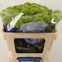 Dianthus Barb Green Trick 55cm