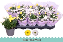 Chrysanth Mix 12Ø 25cm