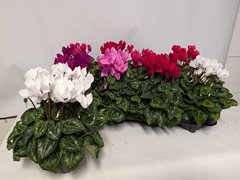 Cyclamen Persicum Macaron 10Ø 23cm