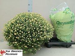Chrysanthemum Jasoda White 19Ø 55cm