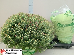 Chrysanthemum Jasoda Mauve 19Ø 55cm