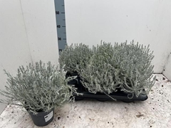 Leucophyta Brownii Silvercalos 17Ø 40cm