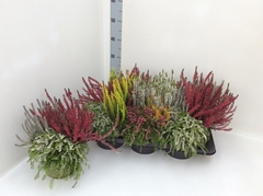 Calluna Garden Girls Updown Girls Mix In Pot 17Ø 30cm