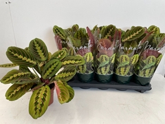 Maranta Fascinator 12Ø 35cm