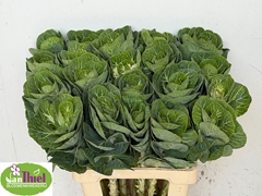 Brassica White Crane 65cm
