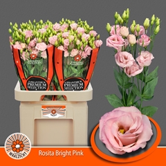 Eustoma Double Rosita Bright Pink 70cm